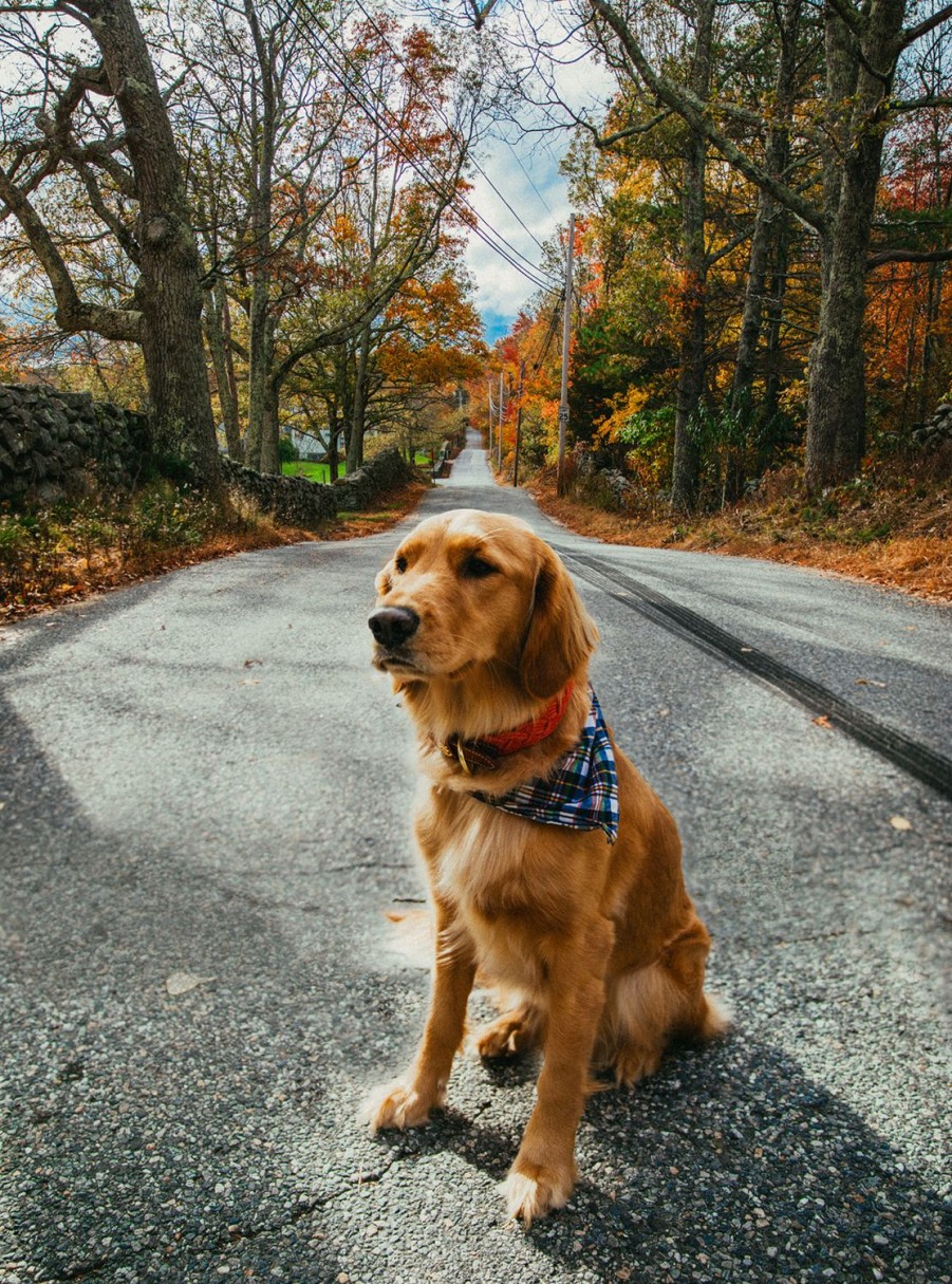 Kiel James Patrick Narragansett Lifeguard Dog Collar Online